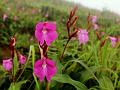 Pink Orchid Ginger